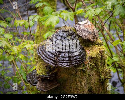 Fungus growing on tree stump Stock Photo