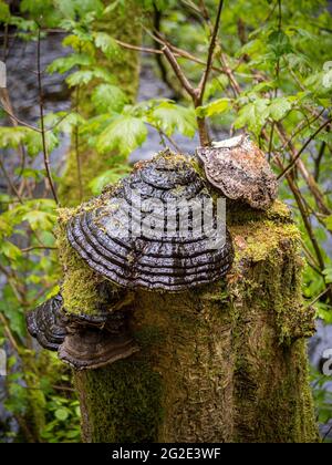 Fungus growing on tree stump Stock Photo