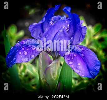 algerian iris Riley Park Calgary Alberta Stock Photo