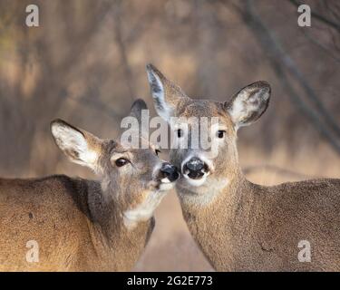 White-tailed deer with heads together (Odocoileus virginianus) Stock Photo