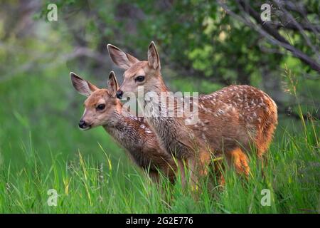 Mule deer twin fawns standing in meadow Stock Photo