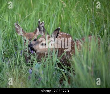 Mule deer twin fawns eating in grassy meadow. Stock Photo