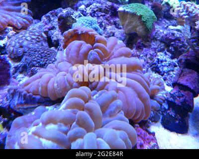 Beautiful Doughnut corals underwater Stock Photo