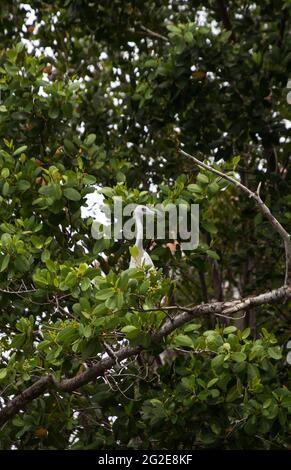 Hybrid of snowy egret and a little blue heron Egretta thula x caerulea perched on the mangroves in Naples, Florida. Stock Photo