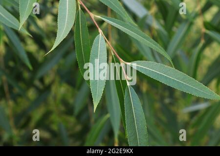 Closeup of long leaves on a willow shrub Stock Photo
