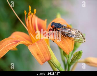 A cicada rests on a day lily in Alexandria, Virginia, during the 2021 Brood X emergence. Stock Photo