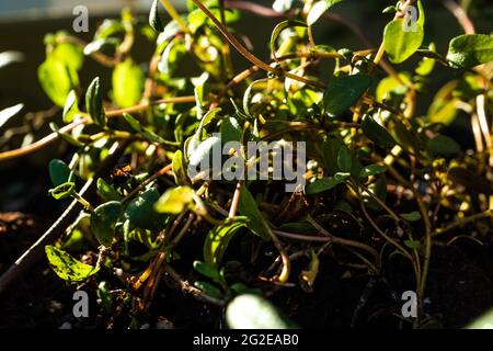 Macro Closeup of Tangled Stems and Leaves of Thyme Plant Stock Photo