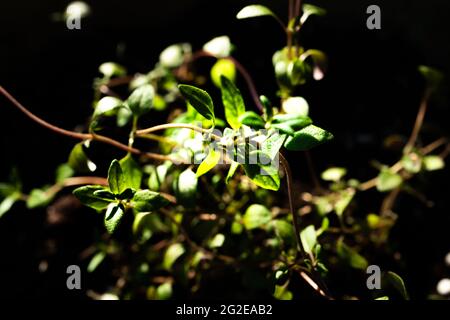 Macro Closeup of Thyme Bunch on Plant Stock Photo
