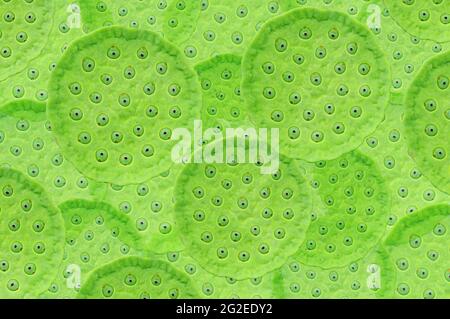 Green Lotus seed pods - abstract background Stock Photo