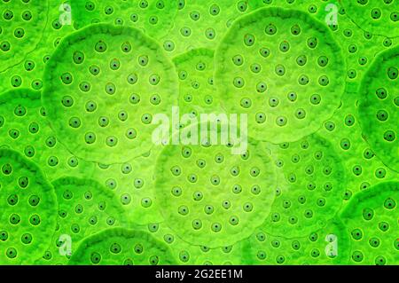 Green Lotus seed pods - abstract background Stock Photo