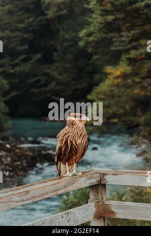 Closeup shot of a common buzzard on wooden handrailing Stock Photo