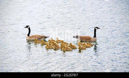 Canadian wild goose parents and goslings swimming in Lake Superior in springtime, in Thunder Bay, Ontario, Canada.