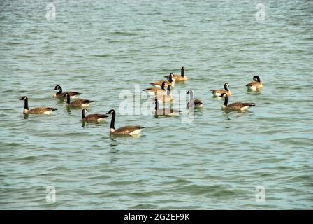 A group of adult Canadian geese swimming in Lake Superior 'in Thunder Bay Ontario, Canada, on a sunny day. Stock Photo