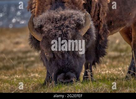 American Bison Free Roam Yellowstone National Park Stock Photo