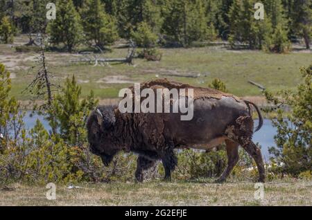 American Bison Free Roam Yellowstone National Park Stock Photo