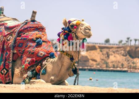 Camel resting in shadow on the beach of Hurghada. An adult Egyptian camel for transporting tourists rests lying on a sandy beach against the backdrop Stock Photo