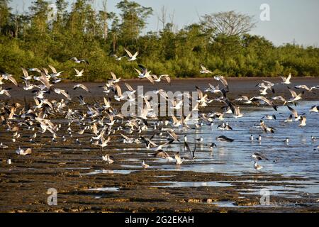 Laughing gulls and some black skimmers fly across the Orange Valley mudflat in Trinidad. Stock Photo