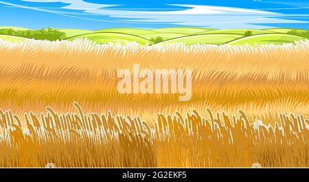 Wheat fields. Rural village landscape. Meadow hills and pastures. Ears of cereals: barley, rye. Summer rustic farm landscape. Sky and clouds Stock Vector