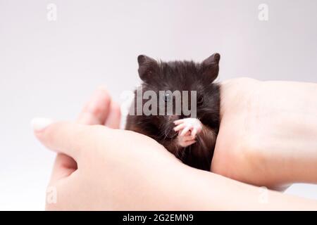 Black hamster washing in girl hands. Stock Photo