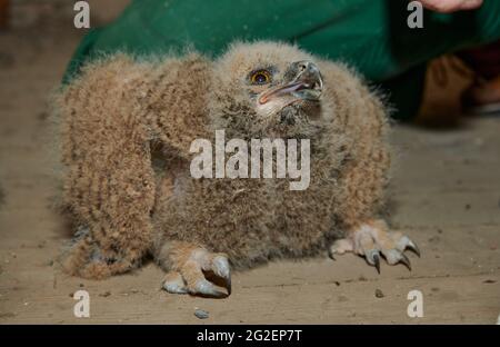 young Eurasian eagle-owl (Bubo bubo) while ringing Stock Photo
