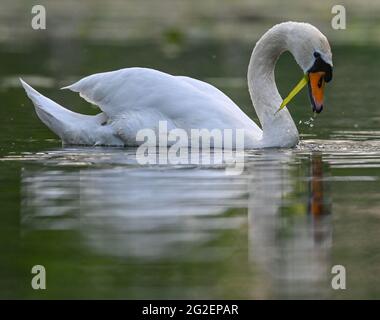 Drahendorf, Germany. 10th June, 2021. A mute swan (Cygnus olor) takes aquatic plants as food from the Drahendorfer Spree, a section of the approximately 400-kilometre-long Spree. Credit: Patrick Pleul/dpa-Zentralbild/ZB/dpa/Alamy Live News Stock Photo