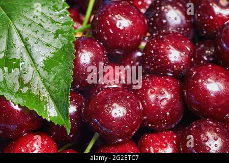 Fresh ripe cherries with water drops Stock Photo