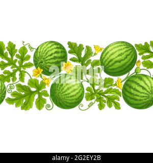 watermelon pattern on white background Stock Vector