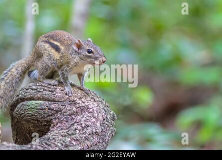 Beautiful of Menetes berdmorei (Indochinese ground squirrel, Berdmore's ground squirrel , Burmese Striped Squirrel , Tamiops mcclellandii) on branch i Stock Photo