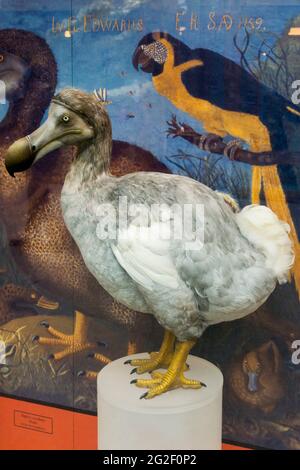 Reconstructed model of a Dodo in Oxford Natural History Museum. Stock Photo