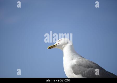 Portrait of a perched seagull seen from below with the blue sky in the background. Stock Photo