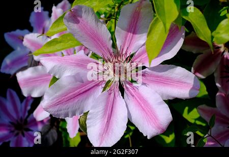 close up of flowering pink and white clematis flower in english garden, norfolk, england Stock Photo