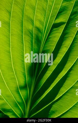 close up of hosta plant leaf, norfolk, england Stock Photo