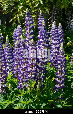 Lupinus Persian Slipper blue purple flower spike of Persian Slipper Lupin Stock Photo