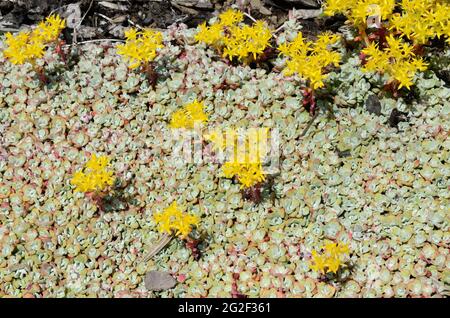 Bright yellow flowers of Sedum spathuliflium purpureum mat-forming evergreen perennial Stock Photo