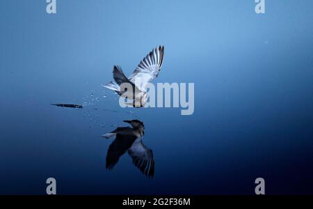 The Indian river{Sterna aurantia} tern  is a tern in the family Laridae Stock Photo