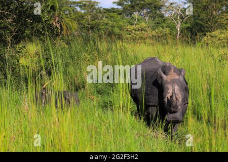 Nakasongola, Uganda. 10th June, 2021. A white rhino and a calf are seen at the Ziwa Rhino Sanctuary in Nakasongola district, Central region, Uganda, June 10, 2021. Ziwa Rhino Sanctuary was on Thursday reopened to tourist after a management dispute led to its closure weeks ago. Uganda Wildlife Authority (UWA), a state-run conservation agency in a statement issued said tourist can now visit the 33 rhinos at the sanctuary. Credit: Hajarah Nalwadda/Xinhua/Alamy Live News Stock Photo