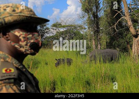 Nakasongola, Uganda. 10th June, 2021. A security personnel stands guard near two rhinos at the Ziwa Rhino Sanctuary in Nakasongola district, Central region, Uganda, June 10, 2021. Ziwa Rhino Sanctuary was on Thursday reopened to tourist after a management dispute led to its closure weeks ago. Uganda Wildlife Authority (UWA), a state-run conservation agency in a statement issued said tourist can now visit the 33 rhinos at the sanctuary. Credit: Hajarah Nalwadda/Xinhua/Alamy Live News Stock Photo