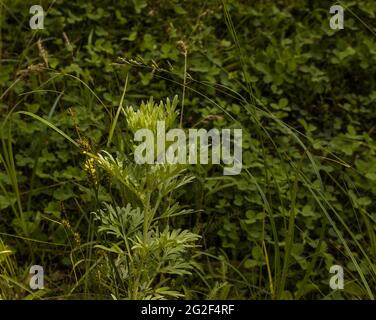 Wormwood leaves on a dark background, beautiful green wormwood for the background, elegant field plant. Artemisia absinthium , absinthe wormwood close Stock Photo