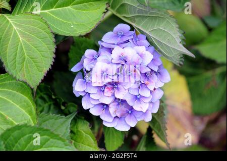 hydrangea macrophylla altona Britain Uk Stock Photo