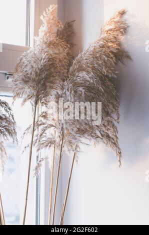 Decor from reed branches on the windowsill. Bouquet of dry reed branches Stock Photo