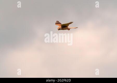 a kestrel watches nature and looks for prey Stock Photo