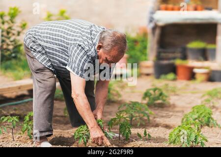 Older man in the orchard looking at young plants. Selective focus. Stock Photo