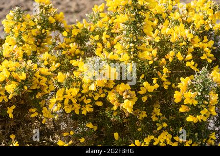 Yellow flowers on an Irish Gorse (Ulex europaeus), also known as whin or furze Stock Photo
