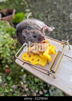 Field mouse caught in a traditional mousetrap using peanut butter Stock Photo