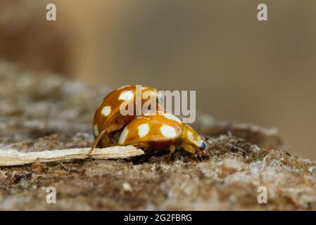 Mating Ten-spot ladybirds, spotted yellow-brown beetles Stock Photo