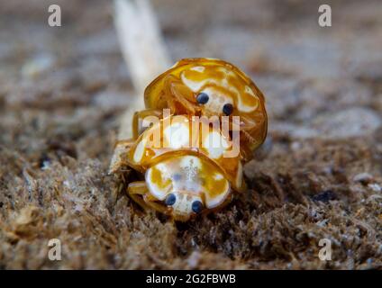 Mating Ten-spot ladybirds, spotted yellow-brown beetles Stock Photo