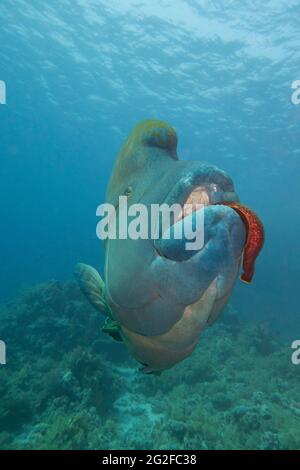 Closeup of large napoleon wrasse fish cheilinus undulatus feeding on giant moray eel while swimming underwater on tropical coral reef Stock Photo