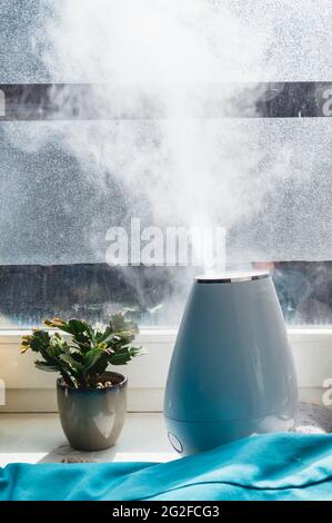 Image of a water diffuser, a houseplant, in a window sill on a sunny day Stock Photo