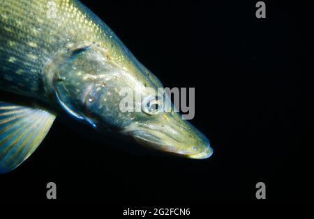 closeup of the head of a pike underwater against a black background Stock Photo