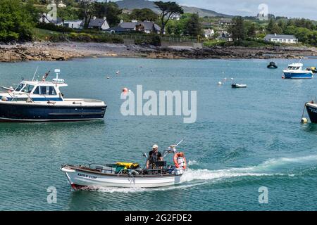 Schull, West Cork, Ireland. 11th June, 2021. On a warm and sunny day a local fisherman approaches Schull Pier to land his catch of velvet crab and lobster. The fish are destined for markets in France and Spain. Credit: AG News/Alamy Live News Stock Photo